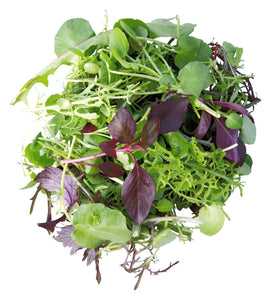 Forage Salad Leaves Mix